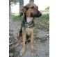 Jameson, Schäferhund - Mix - Rüde