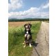 Jamie, Beagle-Mischling - Rüde