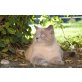 Jamie, Britisch Kurzhaarkatze - Kater