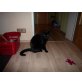 Jamie, Hauskatze - Katze
