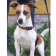 Jamie, Jack-Russell-Terrier - Hündin