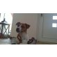 Jamie, Jack-Russell-Terrier Welpen - Hündin