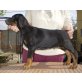 Jamie Jackson z Helftýna, Dobermann Welpen - Rüde