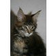 Jamie, Maine Coon - Kater