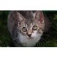 Jamie und Billy, Schmusekater suchen dich! - Kater
