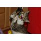 Jamie und Billy suchen dich! - Kater