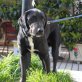 Jamy, Labrador Mischling - Rüde