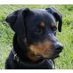 Jan, Rottweiler- Dobermann - Rüde