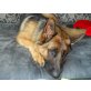 Jana, Deutscher Schäferhund - Hündin