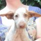 Jandula wer schenkt ihr eine Zukunft, Podenco Mix Welpen - Hündin