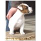 Jane Eyre, Jack-Russell-Terrier Welpen - Hündin
