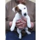 Jane und Honey, Jack-Russell-Terrier Welpen - Hündin