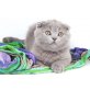 Janet, Britisch Kurzhaarkatze - Katze
