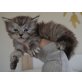 Janet & Madonna, Maine Coon - Katze