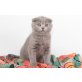 Janet, Schottische Faltohrenkatze - Katze