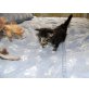 Janey, Maine Coon - Katze