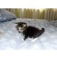 Janey, Maine Coon - Katze