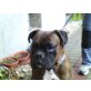 Jango, Boxer - Rüde