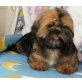 Janila Queen, Shih Tzu Welpen - Hündin