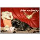 Janina sweet Puppy, Shih Tzu Welpen - Rüde