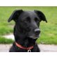 Janis, Labrador-Mix  - Hündin