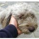 Janis, Wuschelhündin mit Herz sucht Zuhause - Hündin