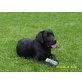 Janny, Labrador Retriever - Hündin