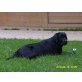 Janny, Labrador Retriever - Hündin