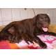 Janny, Labrador Retriever Welpen - Hündin