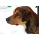 Janosch 3, Pinscher-Mischlingsrüde - Rüde