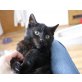 Janosch, Mischling - Kater