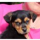 Janosch, Pinscher Mix - Rüde