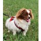 Japan-Chin-Hundedame 2J alt sucht ihr Körbche - Hündin