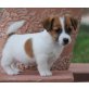 Japanischer Terrier Welpen - Rüde