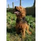 Jappeloup junger Airedale Terrier sucht, Airedale-Terrier - Rüde