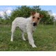 Japsis, Foxterrier-Mischling - Hündin