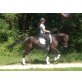 Jaqueline, Belgisches Warmblut x Traber - Stute