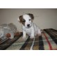 Jar of heart, Jack-Russell-Terrier Welpen - Hündin