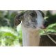 Jara, Galgo Español - Hündin