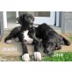 Jara, Joschi und Jenko , Deutsche Dogge Welpen - Rüde