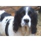 Jara, wunderschöner Springer Spaniel Mix - Hündin