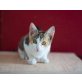 Jari, Mischling - Katze