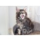 Jasmin, Maine Coon - Katze