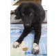 Jasmin, Schäferhundmischling Welpen - Hündin