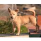 Jasmina, Chihuahua-Mix - Hündin