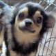 Jasmina, liebe,angenehme Hündin, Chihuahua langhaariger Schlag - Hündin