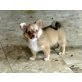 Jasmine, Chihuahua langhaariger Schlag Welpen - Hündin