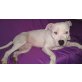 Jason, Amerikanischer Staffordshire-Terrier - Rüde