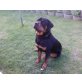 Jason, Rottweiler - Rüde