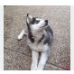 Jason, Siberian Husky - Rüde